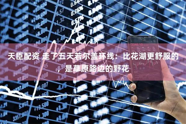 天臣配资 走了五天若尔盖环线：比花湖更舒服的，是草原路边的野花